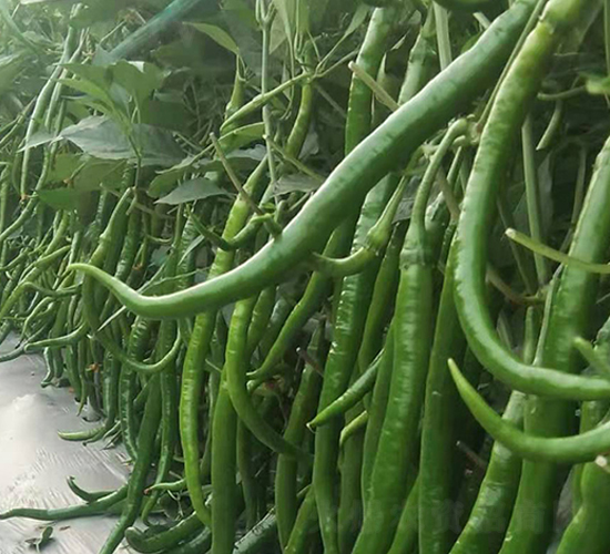 進口線椒種子-金馬開元