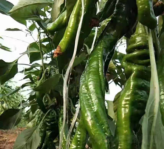 �ݽz���N��-���R�_Ԫ