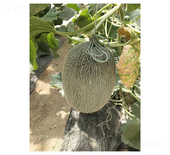 壽研M1M6-甜瓜種子-凌廣農業(yè)