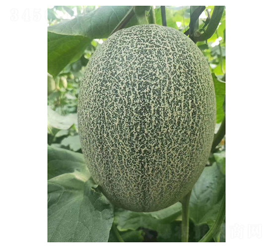 ���m�ܴ��25-��ϷN��-��V�r(n��ng)�I(y��)