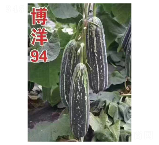 博洋94-甜瓜種子-凌廣農(nóng)業(yè)