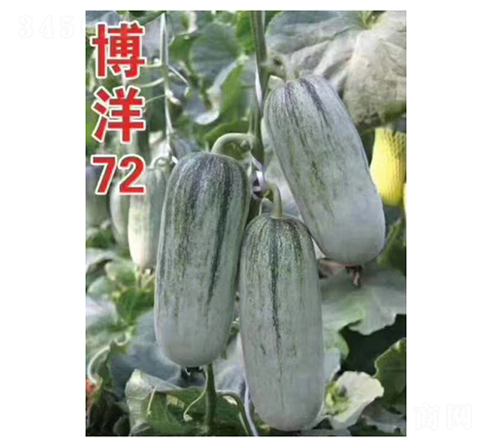 博洋72-甜瓜種子-凌廣農(nóng)業(yè)