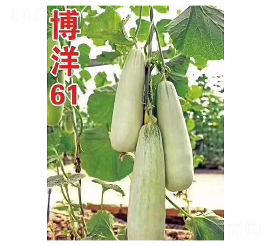 博洋61-甜瓜種子-凌廣農(nóng)業(yè)
