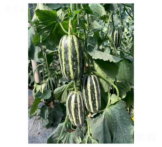 博洋9-甜瓜種子-凌廣農(nóng)業(yè)
