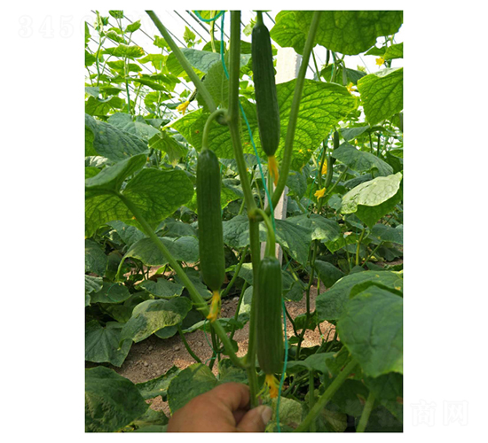 斯托克-水果黃瓜種子-凌廣農(nóng)業(yè)