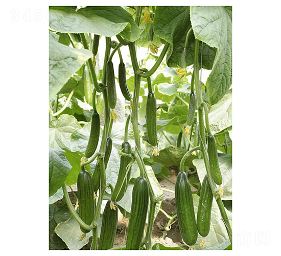 斯特拉-水果黃瓜種子-凌廣農(nóng)業(yè)