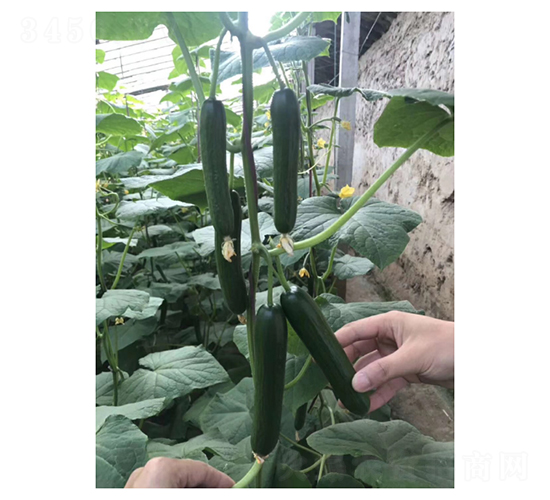 乾德1517-水果黃瓜種子-凌廣農(nóng)業(yè)