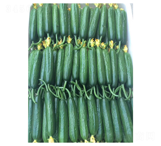 美雅3966-水果黃瓜種子-凌廣農(nóng)業(yè)