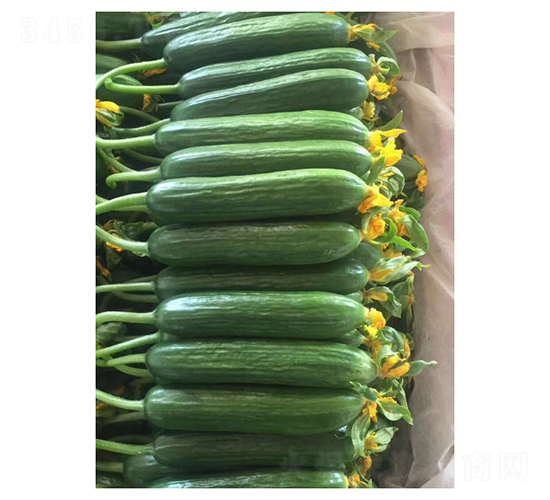 維納斯-水果黃瓜種子-凌廣農(nóng)業(yè)