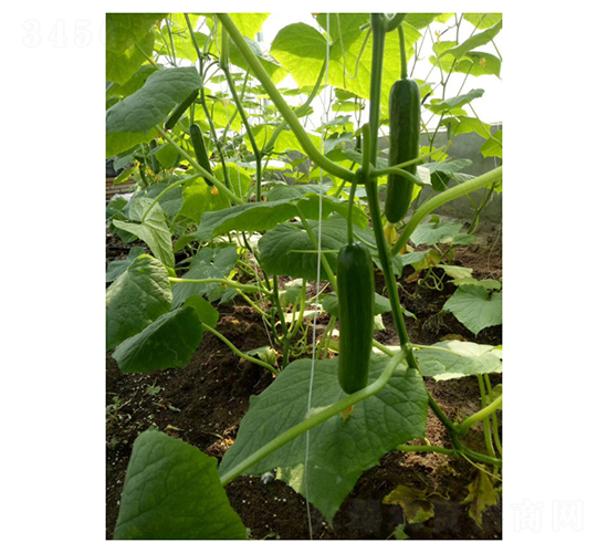 ����-ˮ���S�ϷN��-��V�r(n��ng)�I(y��)