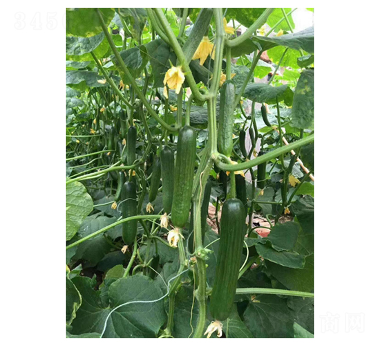 �Gؐ-ˮ���S�ϷN��-��V�r(n��ng)�I(y��)