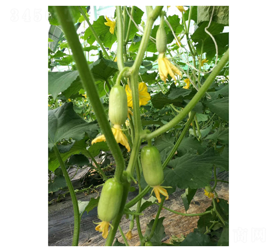 玉女-水果黃瓜種子-凌廣農(nóng)業(yè)