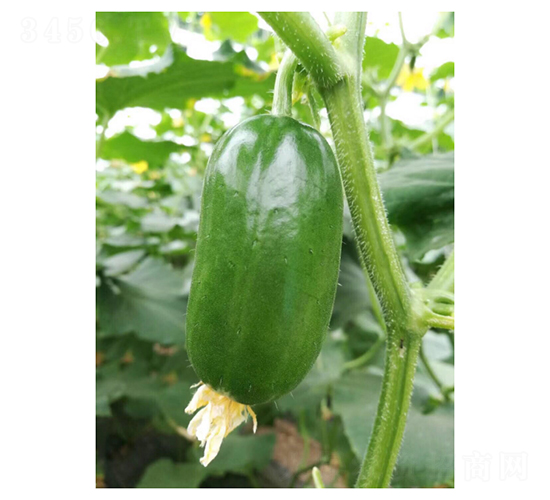 金童-水果黃瓜種子-凌廣農(nóng)業(yè)