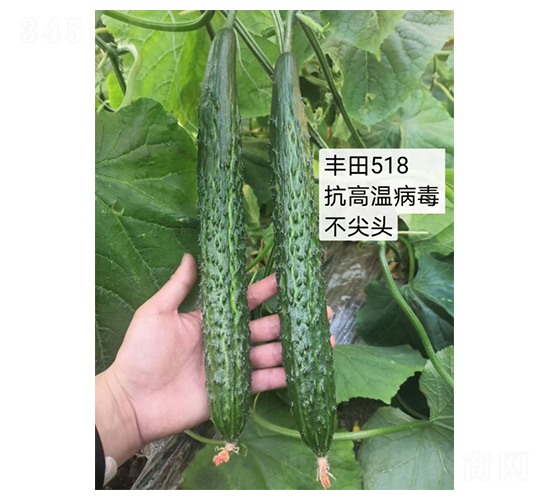 豐田99-黃瓜種子-凌廣農(nóng)業(yè)