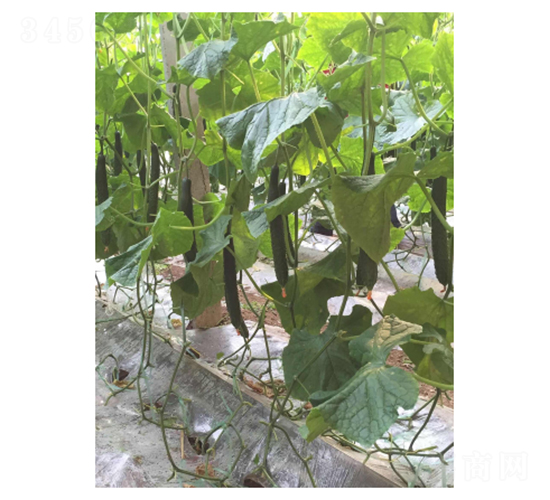 德瑞特79-黃瓜種子-凌廣農(nóng)業(yè)