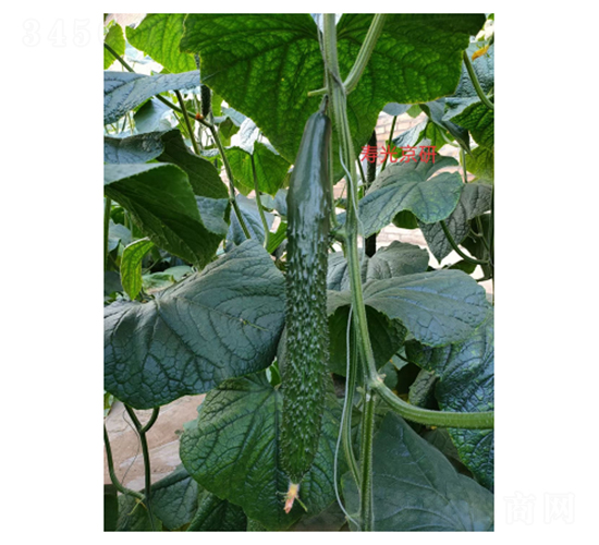 京研2016-黃瓜種子-凌廣農(nóng)業(yè)