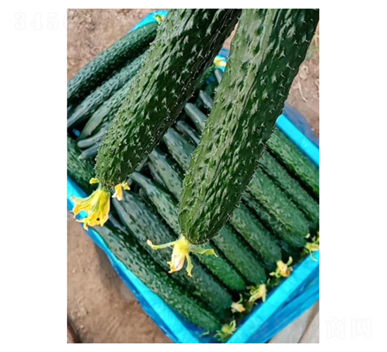 傳奇778-黃瓜種子-凌廣農(nóng)業(yè)