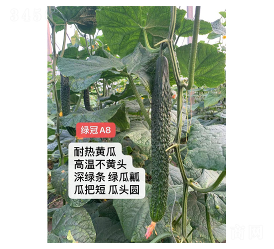 �G��A8-�S�ϷN��-��V�r�I(y��)