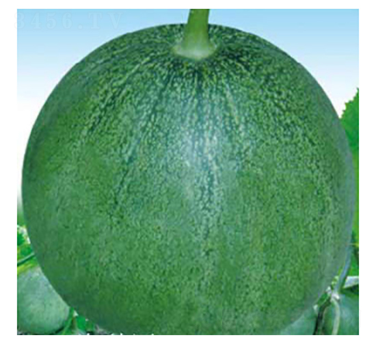 珍翠-甜瓜種子-好特園藝