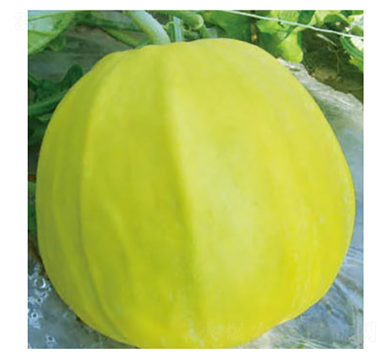 珍甜-甜瓜種子-好特園藝