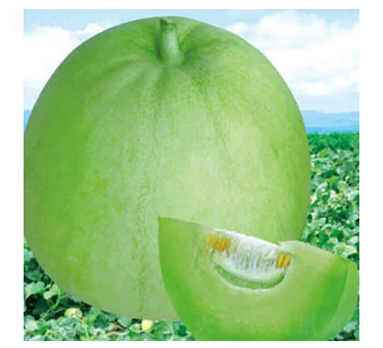 甜青玉-甜瓜種子-好特園藝