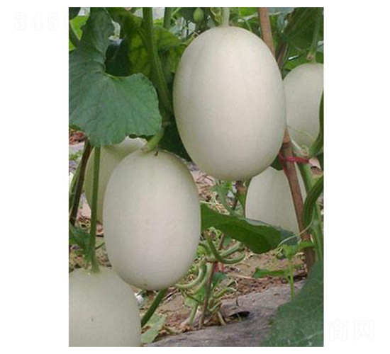 ����-��ϷN��-�֮���r(n��ng)�I(y��)