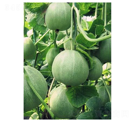 �G�����-��ϷN��-�֮���r(n��ng)�I(y��)