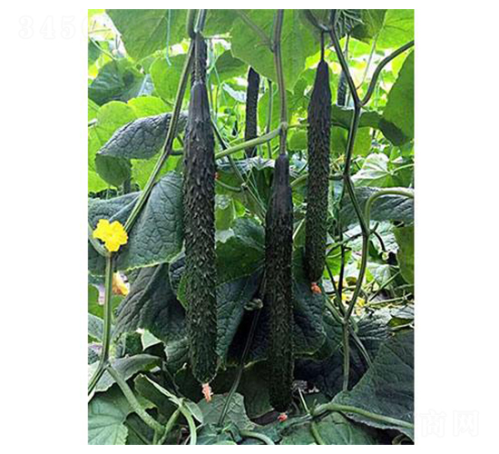 �S��һ̖(h��o)-�S�ϷN��-�֮���r(n��ng)�I(y��)