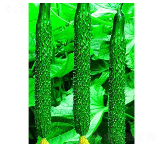 ʢ�����-�S�ϷN��-�֮���r(n��ng)�I(y��)