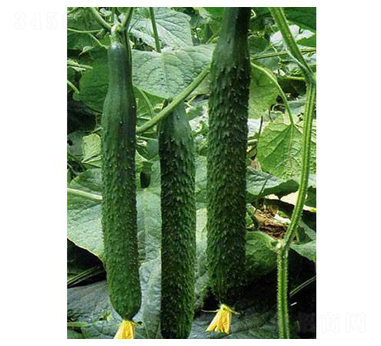 ���߶�ʢ-�S�ϷN��-�֮���r(n��ng)�I(y��)