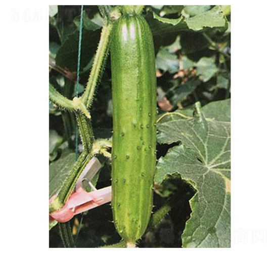 ˮ���S��-�S�ϷN��-�֮���r(n��ng)�I(y��)