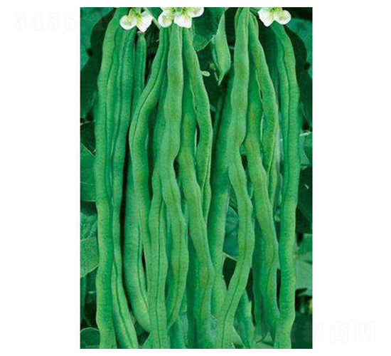 ���m���x�ܶ���-���ǷN��-�֮���r(n��ng)�I(y��)