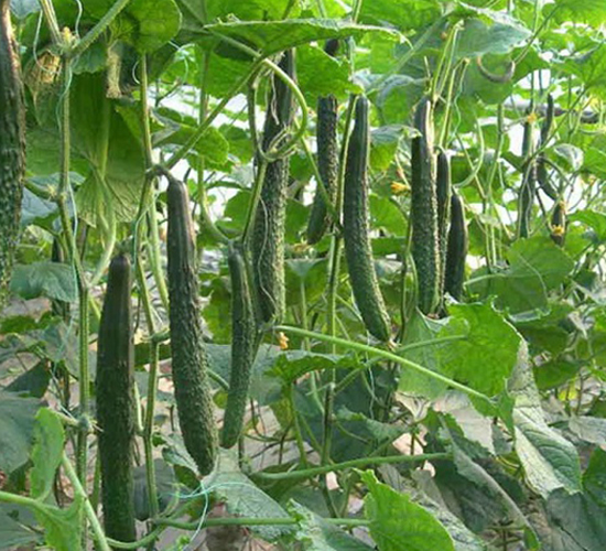 �S�ϷN��-��ϲ�r(n��ng)�I(y��)