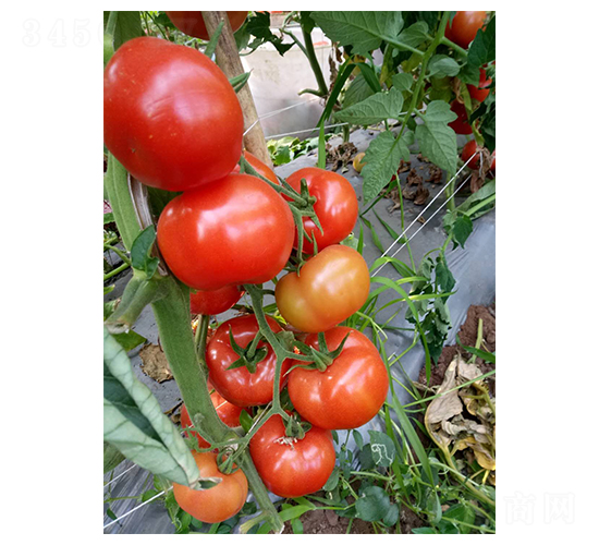 大紅以色列A316-番茄種子-地喜農業(yè)