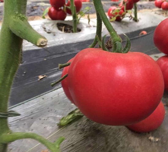 Խ�Č�(zhu��n)��-��۷��ѷN-��ϲ�r(n��ng)�I(y��)