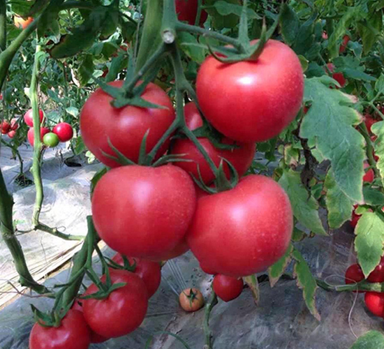 大粉208番茄種子-地喜農業(yè)