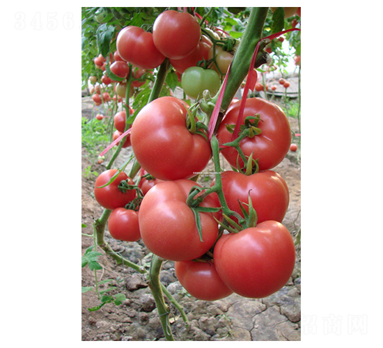雄風(fēng)168-番茄種子-地喜農(nóng)業(yè)