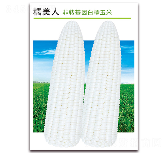 糯美人-白糯玉米種子-孚瑞祺