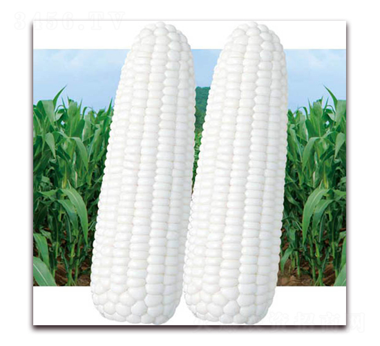 甜加糯碧玉-白糯玉米種子-孚瑞祺