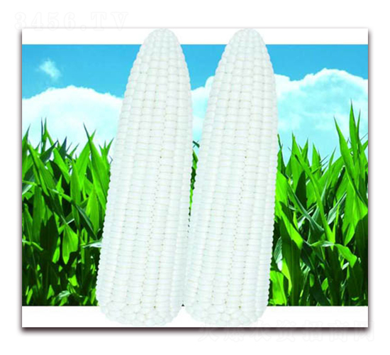 甜加糯嬌玉-白糯玉米種子-孚瑞祺