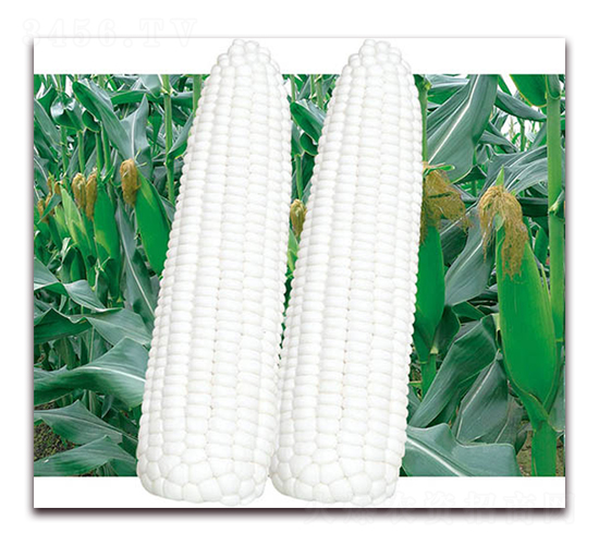 ���Ŵ�̋�-��Ŵ���׷N��-������