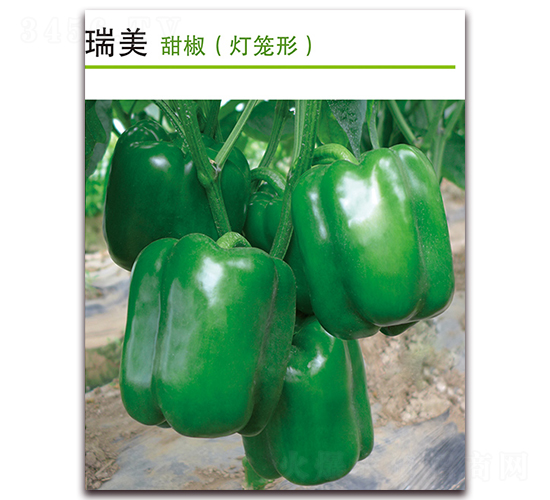 ����-�𽷷N��-������