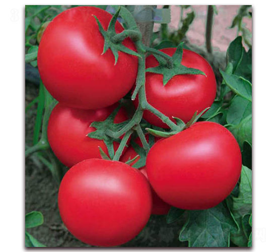 納孚101-番茄種子-孚瑞祺