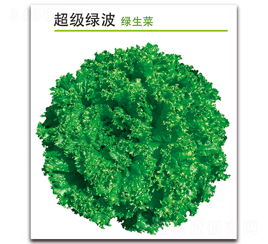 超級(jí)綠波-生菜種子-孚瑞祺
