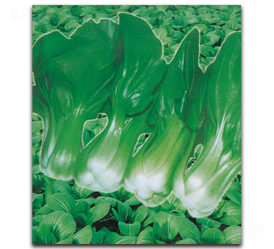 超級(jí)上海青-青梗菜種子-孚瑞祺