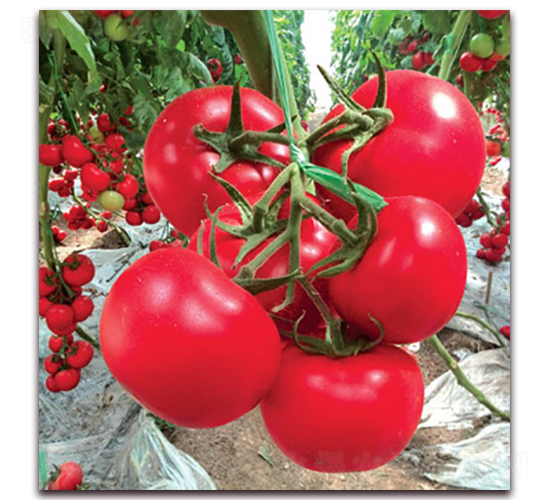 捷粉一號番茄-番茄種子-滿田種子