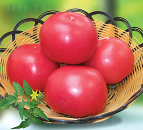 捷粉二號(hào)番茄-番茄種子-滿田種子