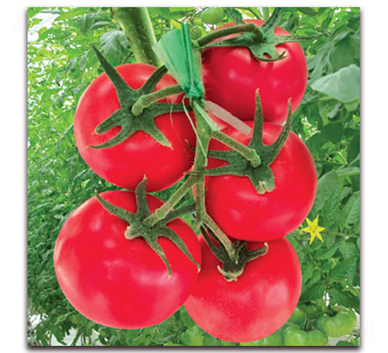 捷粉三號(hào)番茄-番茄種子-滿田種子