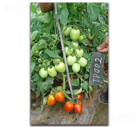 滿田2511番茄-番茄種子-滿田種子