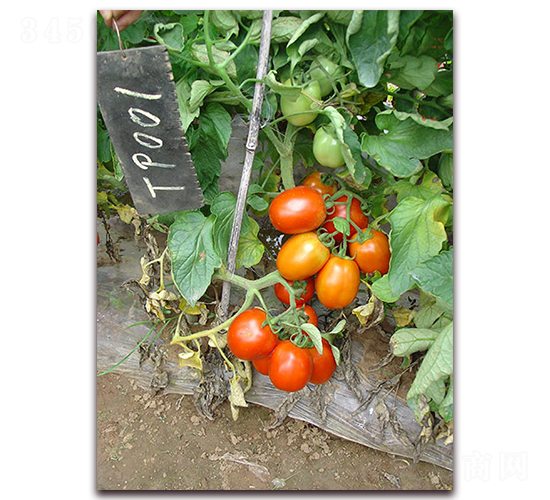 SC-709番茄-番茄種子-滿(mǎn)田種子